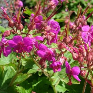 Pakosť podzemkatý (Geranium macrorrhizum) ´CZAKOR´, kont.P9